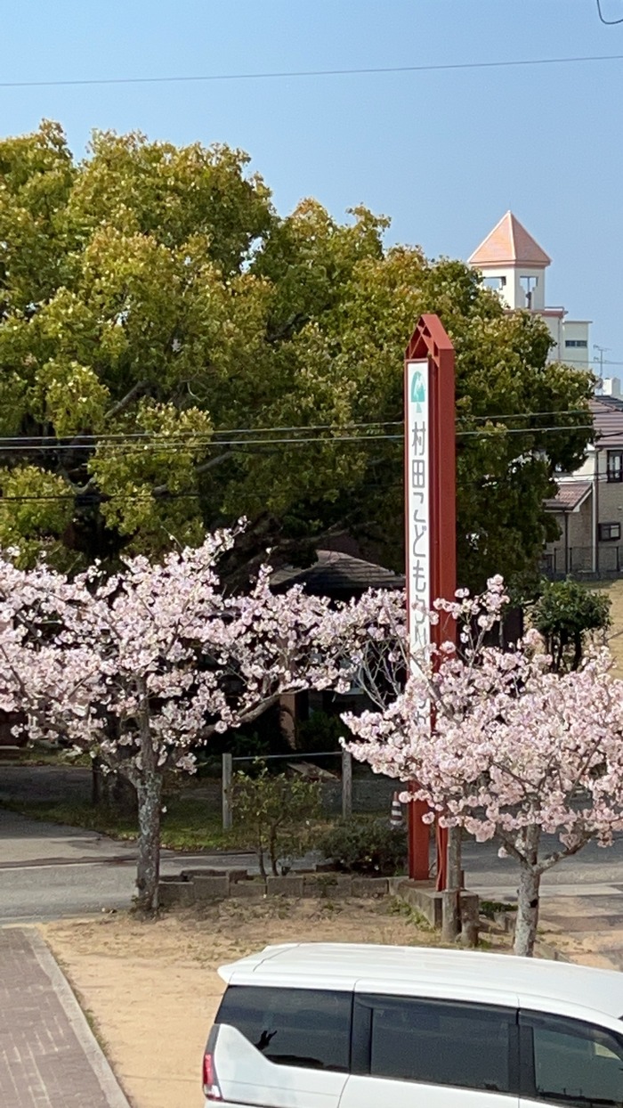 今は桜満開です