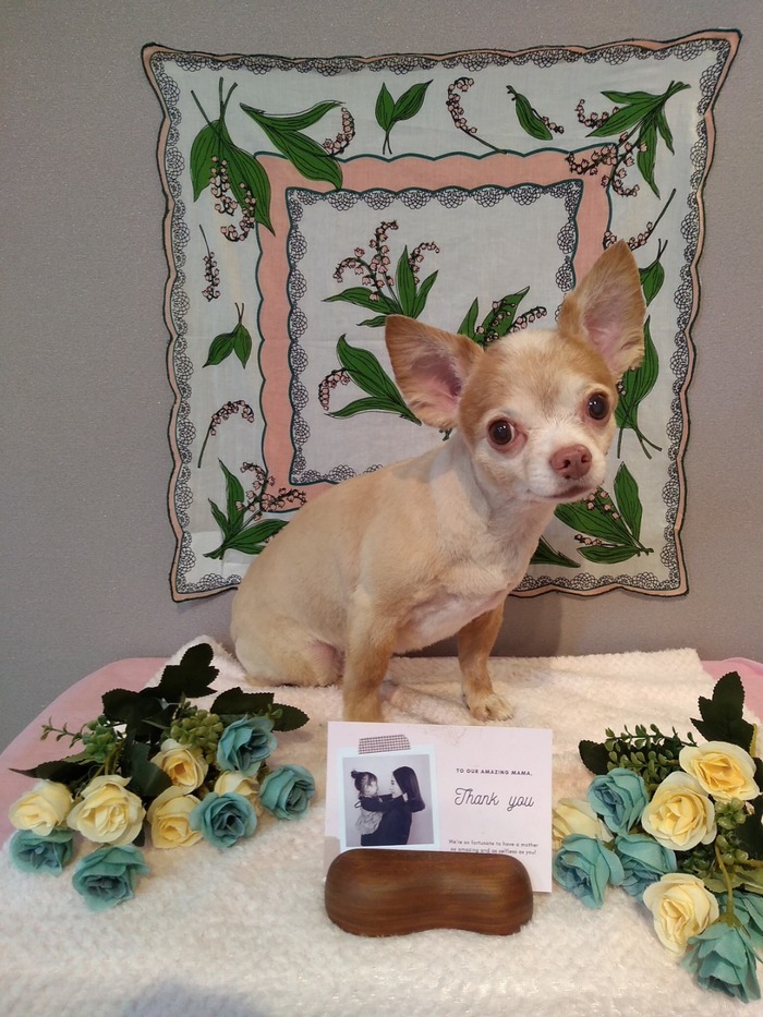 iHana trimming studio_口コミ投稿写真20200510091234