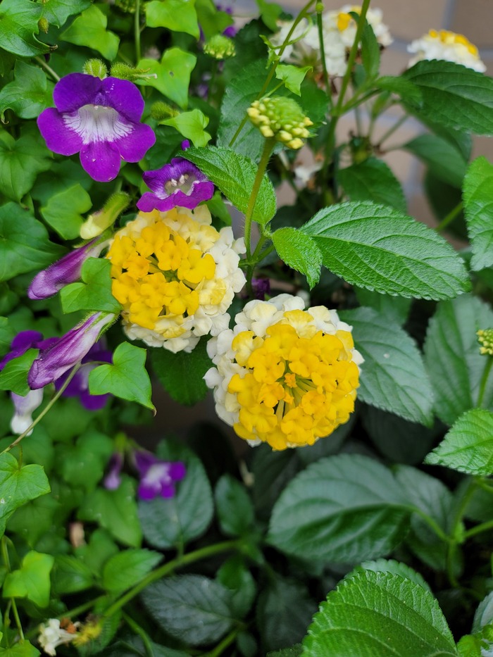 おぎの歯科医院_口コミ投稿写真20211006234658