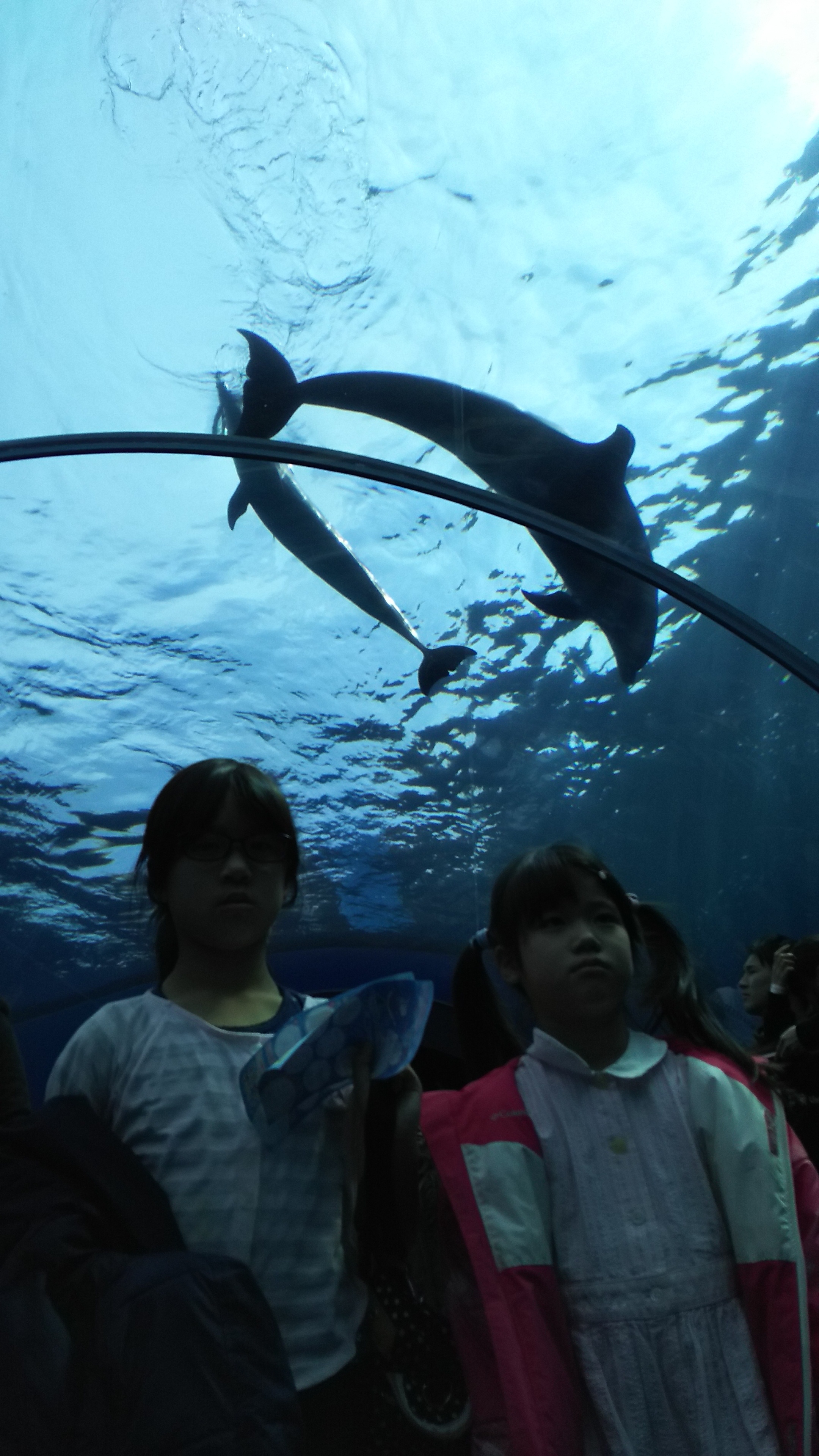 横浜・八景島シーパラダイス_口コミ投稿写真20180628220347