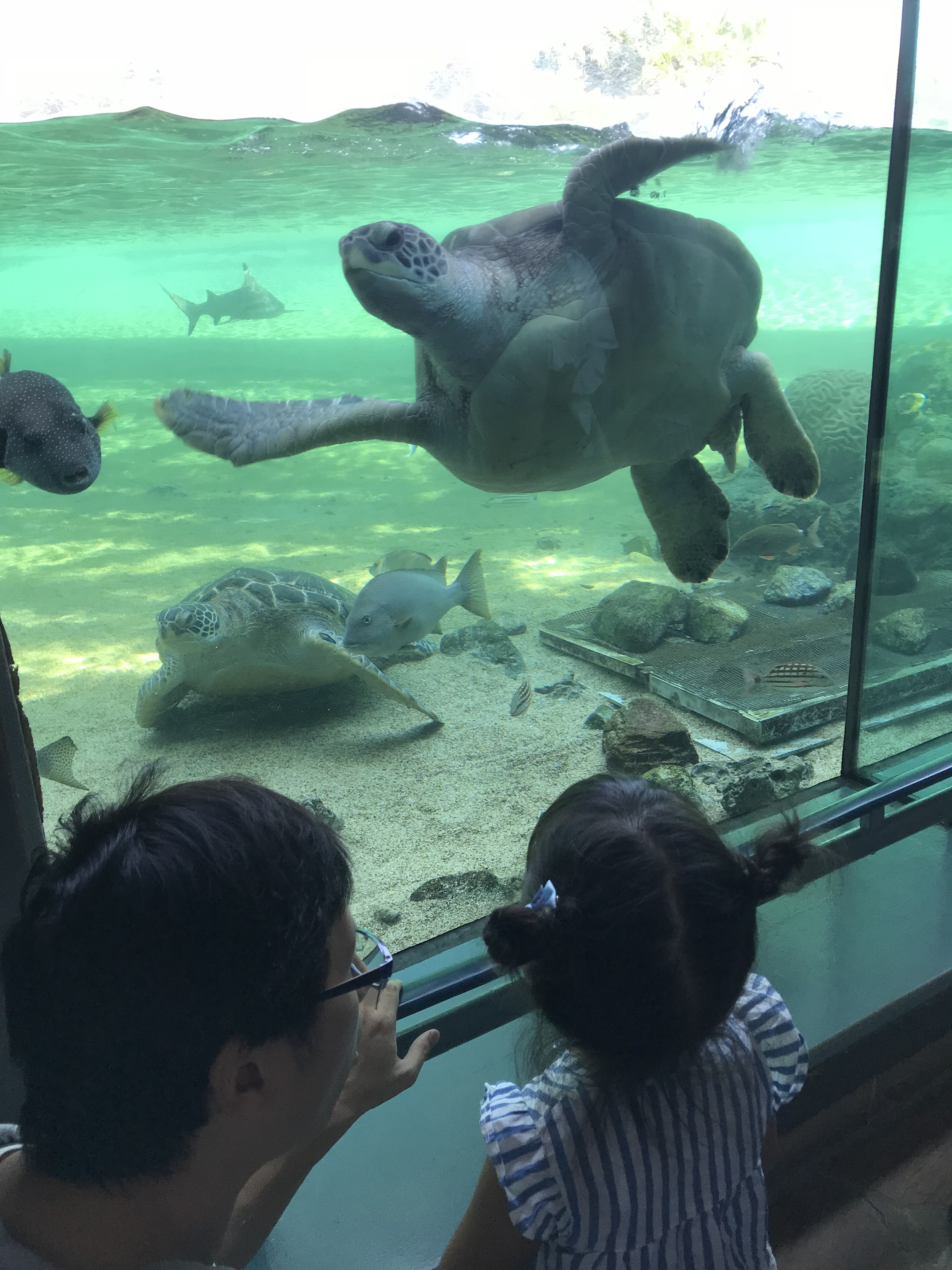 横浜・八景島シーパラダイス_口コミ投稿写真20180830165102