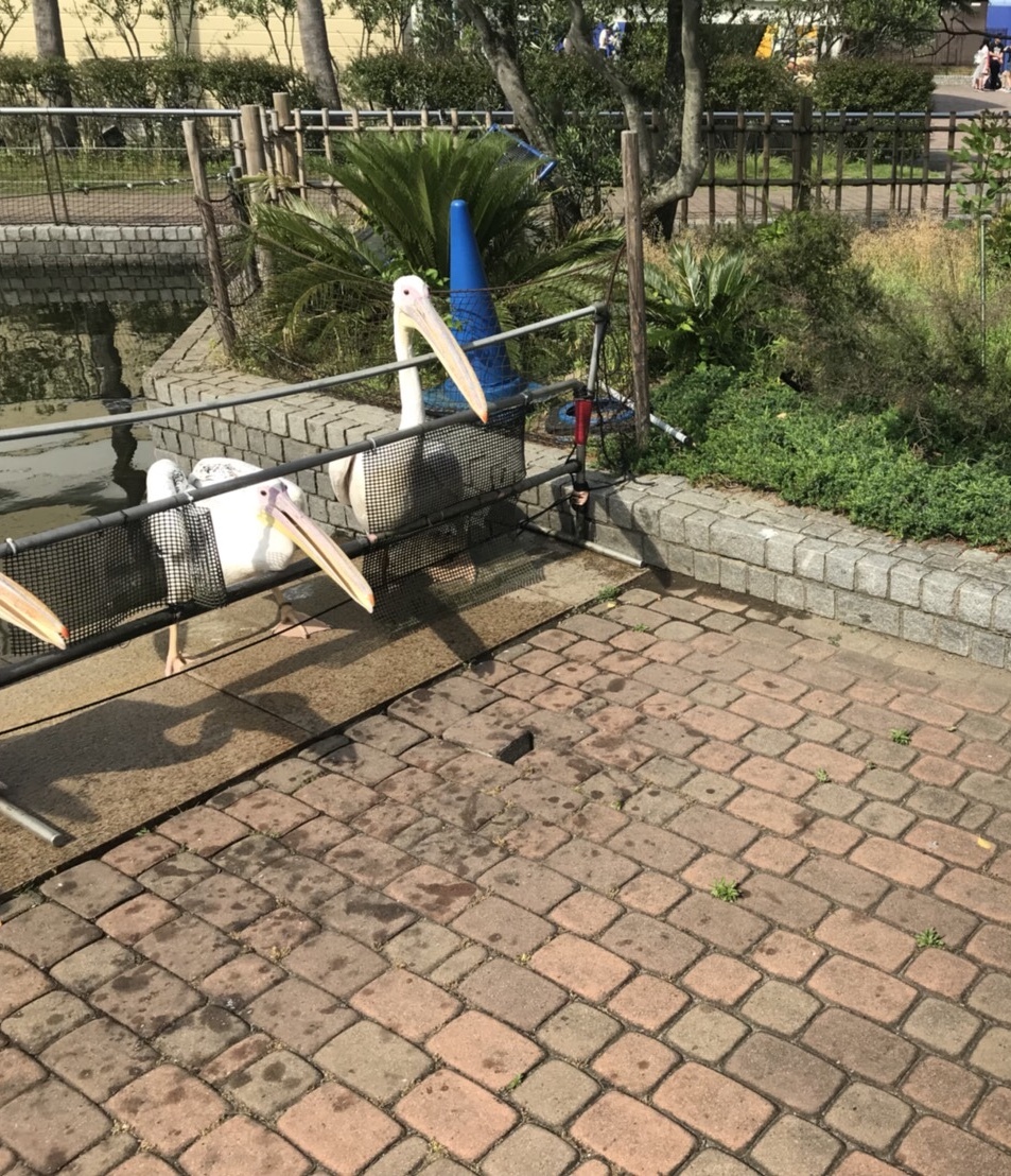 横浜・八景島シーパラダイス_口コミ投稿写真20180831091750