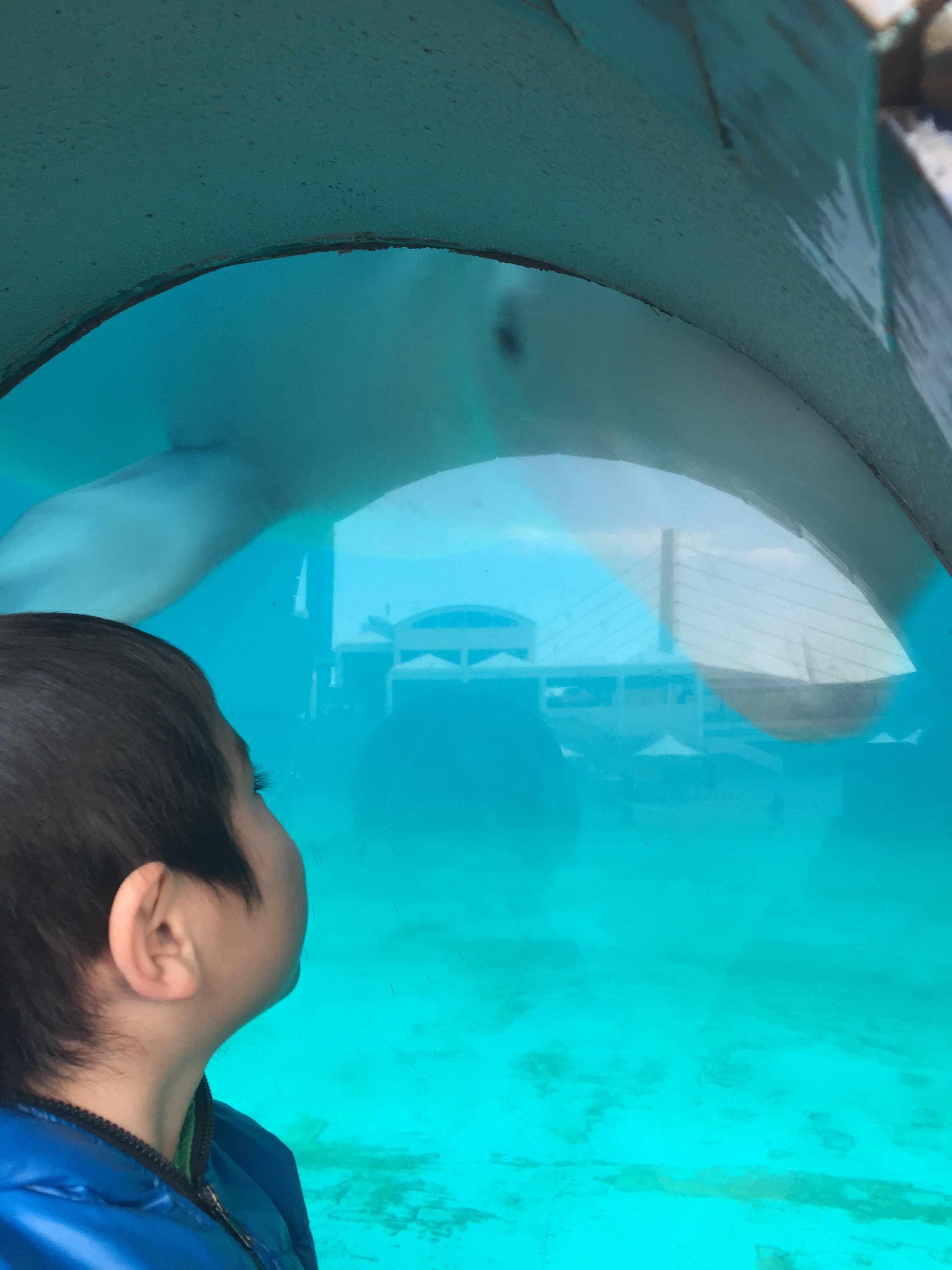 横浜・八景島シーパラダイス_口コミ投稿写真20180929143306