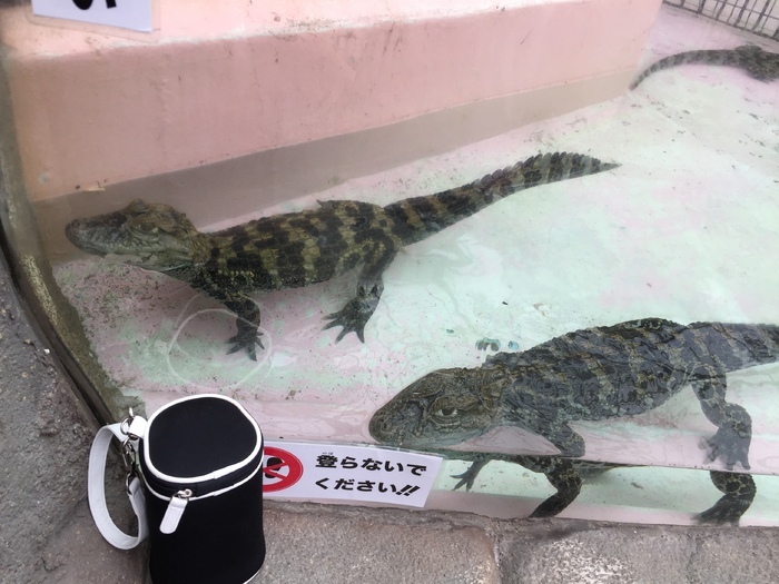 熱川バナナワニ園_口コミ投稿写真20170817153118525