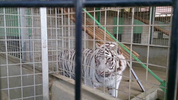 しろとり動物園_口コミ投稿写真20160810161210426