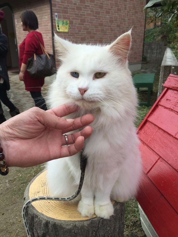 しろとり動物園_口コミ投稿写真20170728095757074