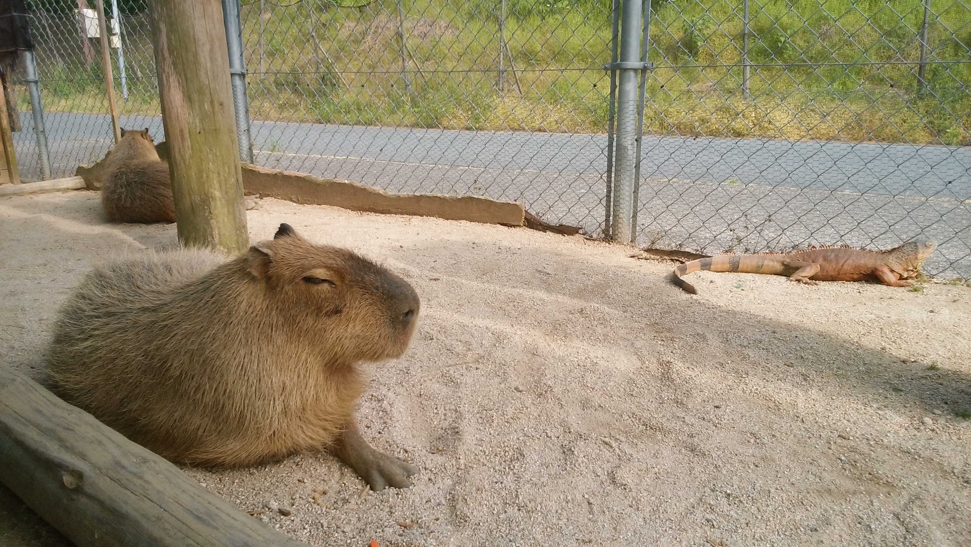 トリアスふれあい動物園 糟屋郡 口コミ 評判 Epark