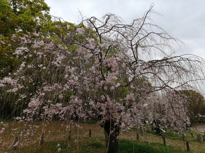 枝垂れ桜です
