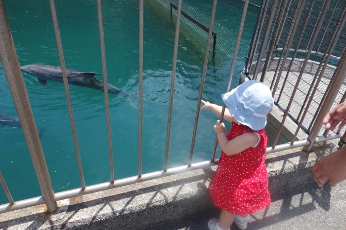 伊豆・三津シーパラダイス_口コミ投稿写真20170208162629652