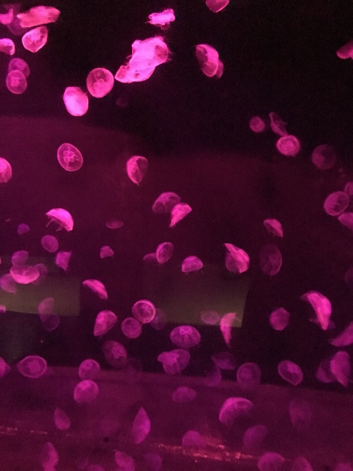 伊豆・三津シーパラダイス_口コミ投稿写真20170513062950596