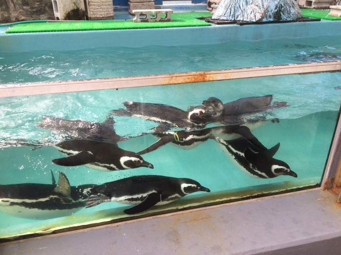 寺泊水族博物館 長岡市 口コミ 評判 Epark