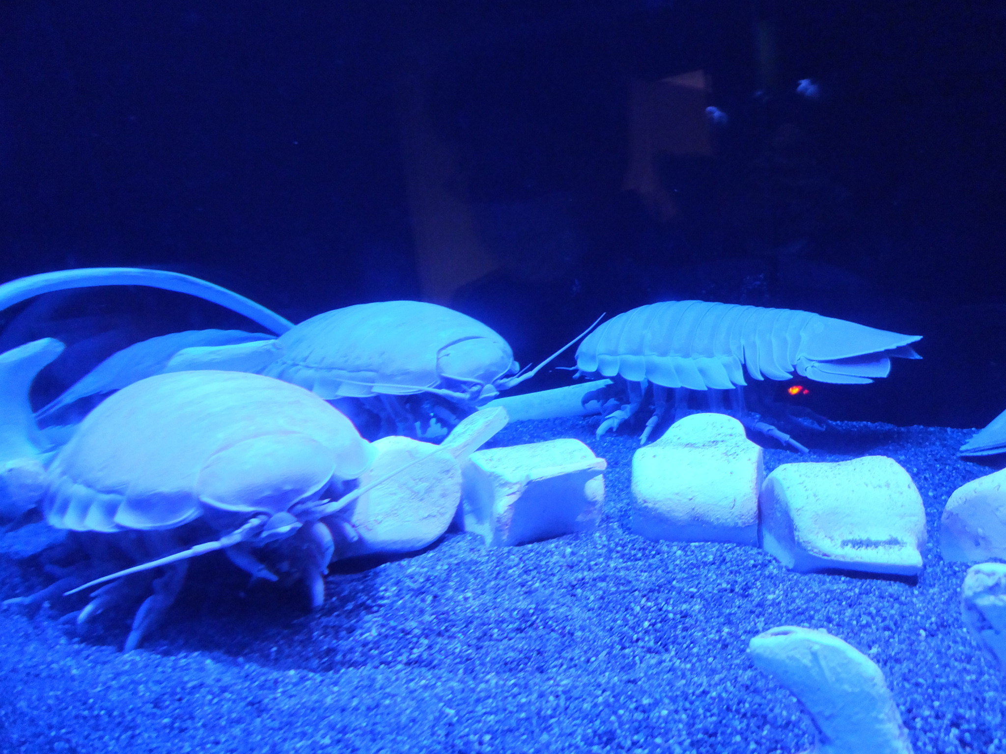 口コミ 沼津港深海水族館 シーラカンス ミュージアム 沼津市 沼津駅 口コミ 評判 Epark
