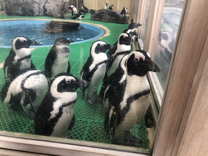 名古屋港水族館_口コミ投稿写真20220317195654