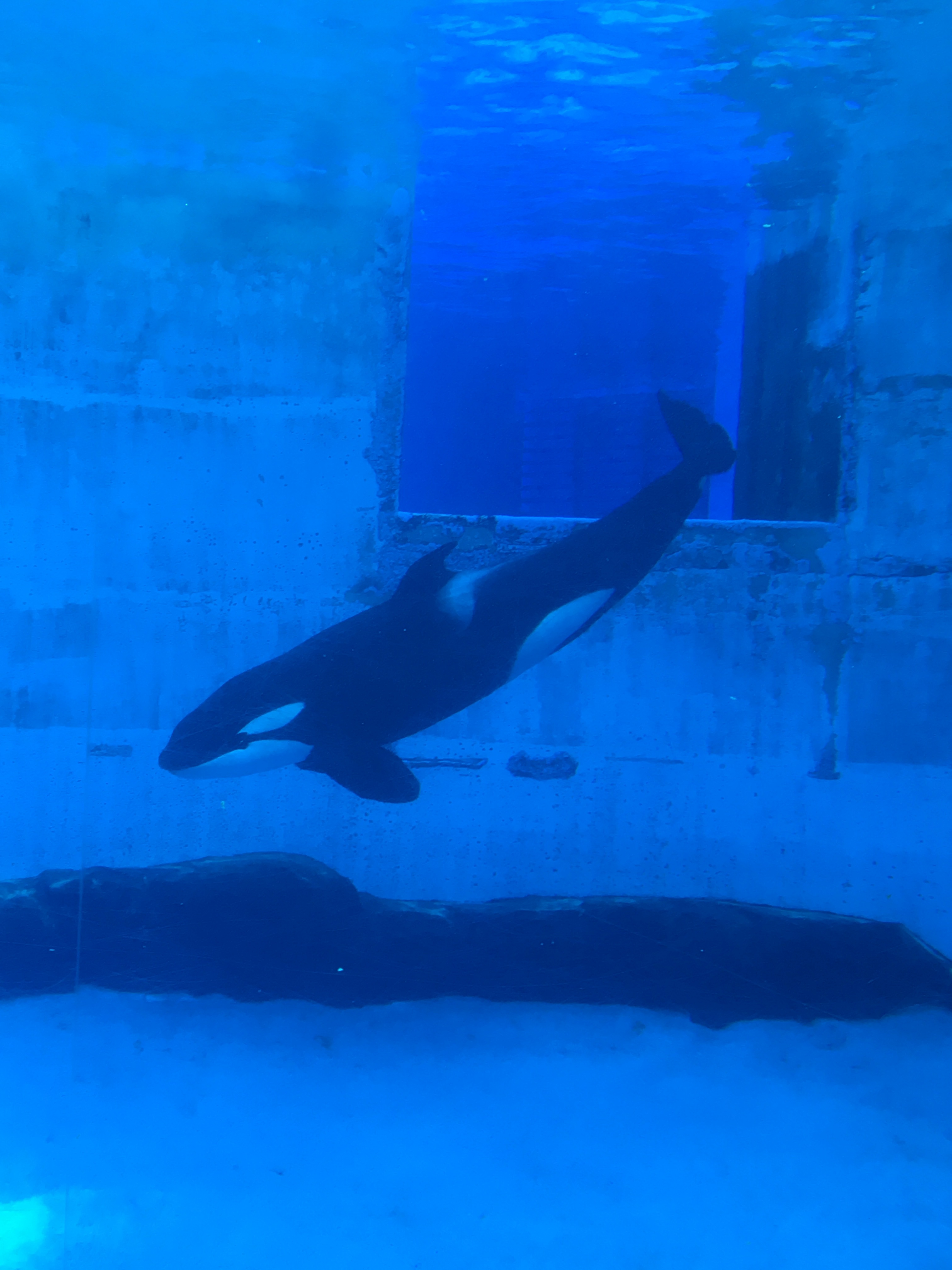 名古屋港水族館_口コミ投稿写真20180519001758