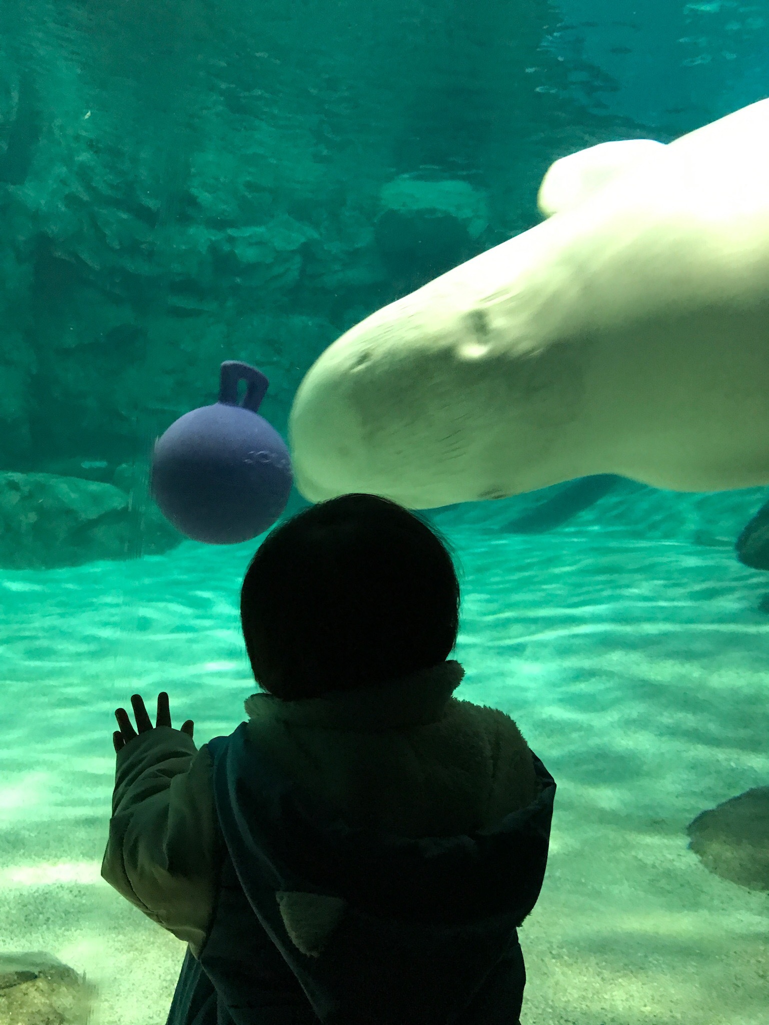 名古屋港水族館_口コミ投稿写真20180528141314
