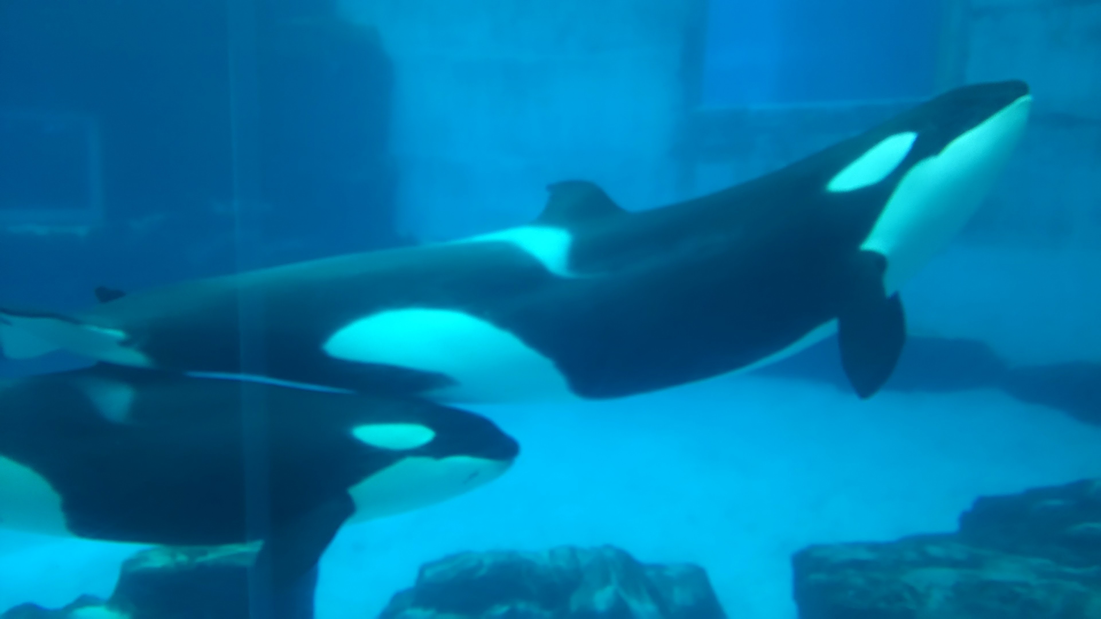 名古屋港水族館_口コミ投稿写真20180604063146