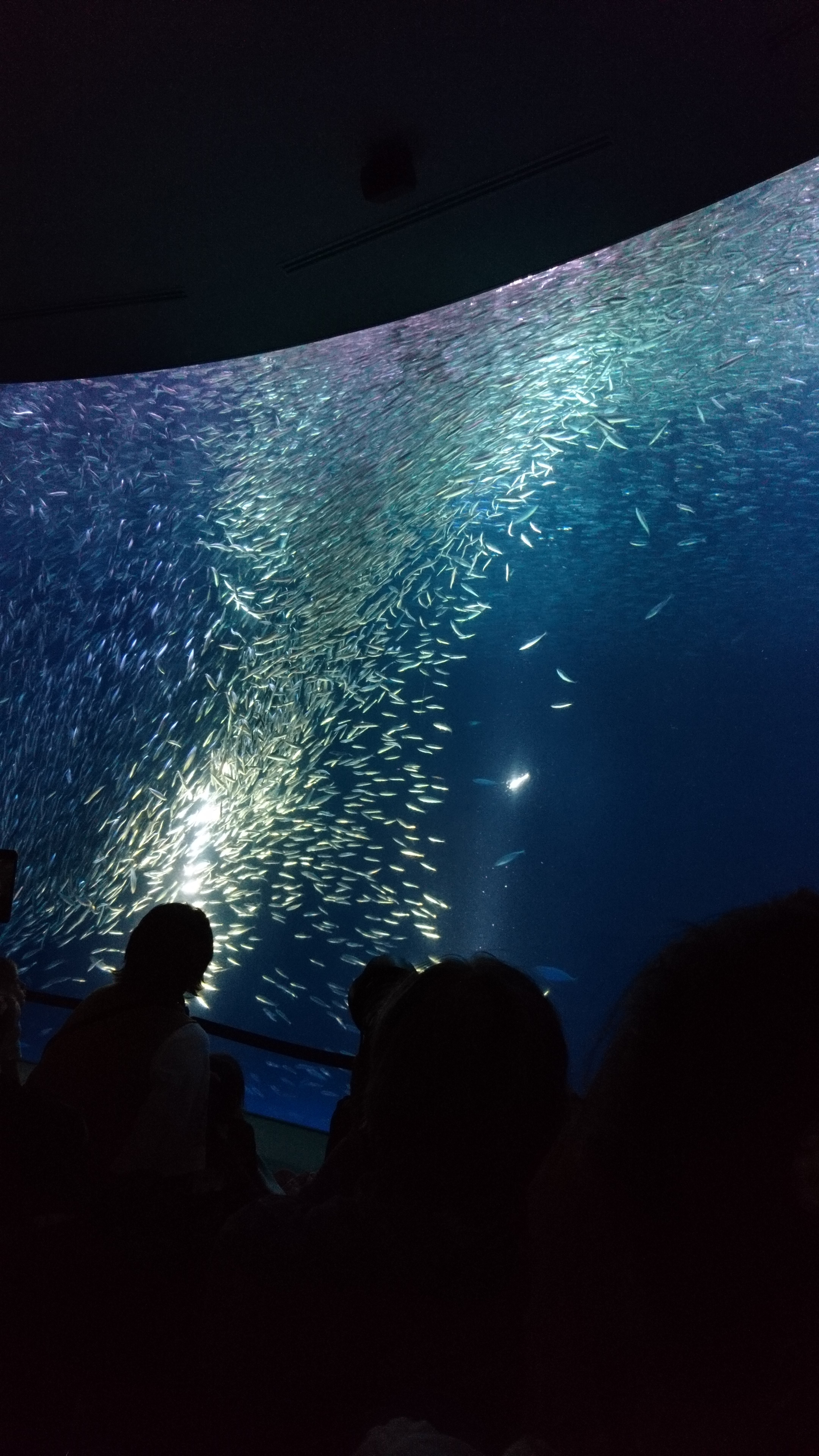 名古屋港水族館_口コミ投稿写真20180618151821