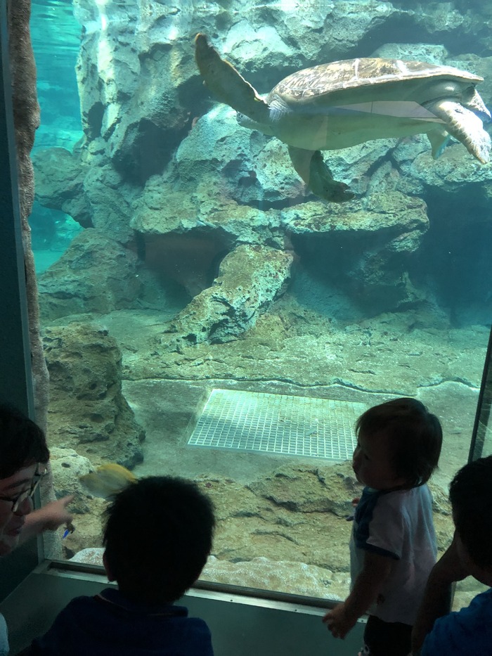 名古屋港水族館_口コミ投稿写真20190930134947