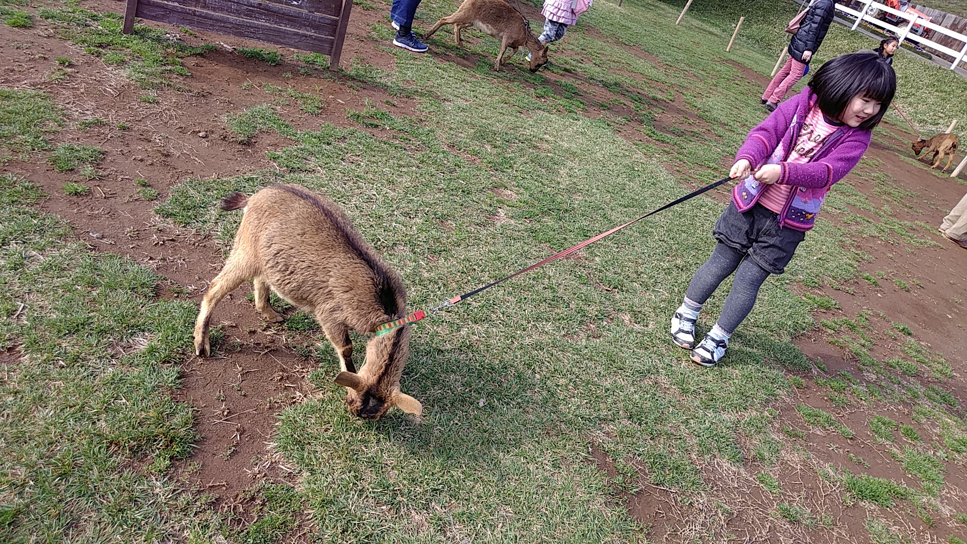 成田ゆめ牧場_口コミ投稿写真20180525150633