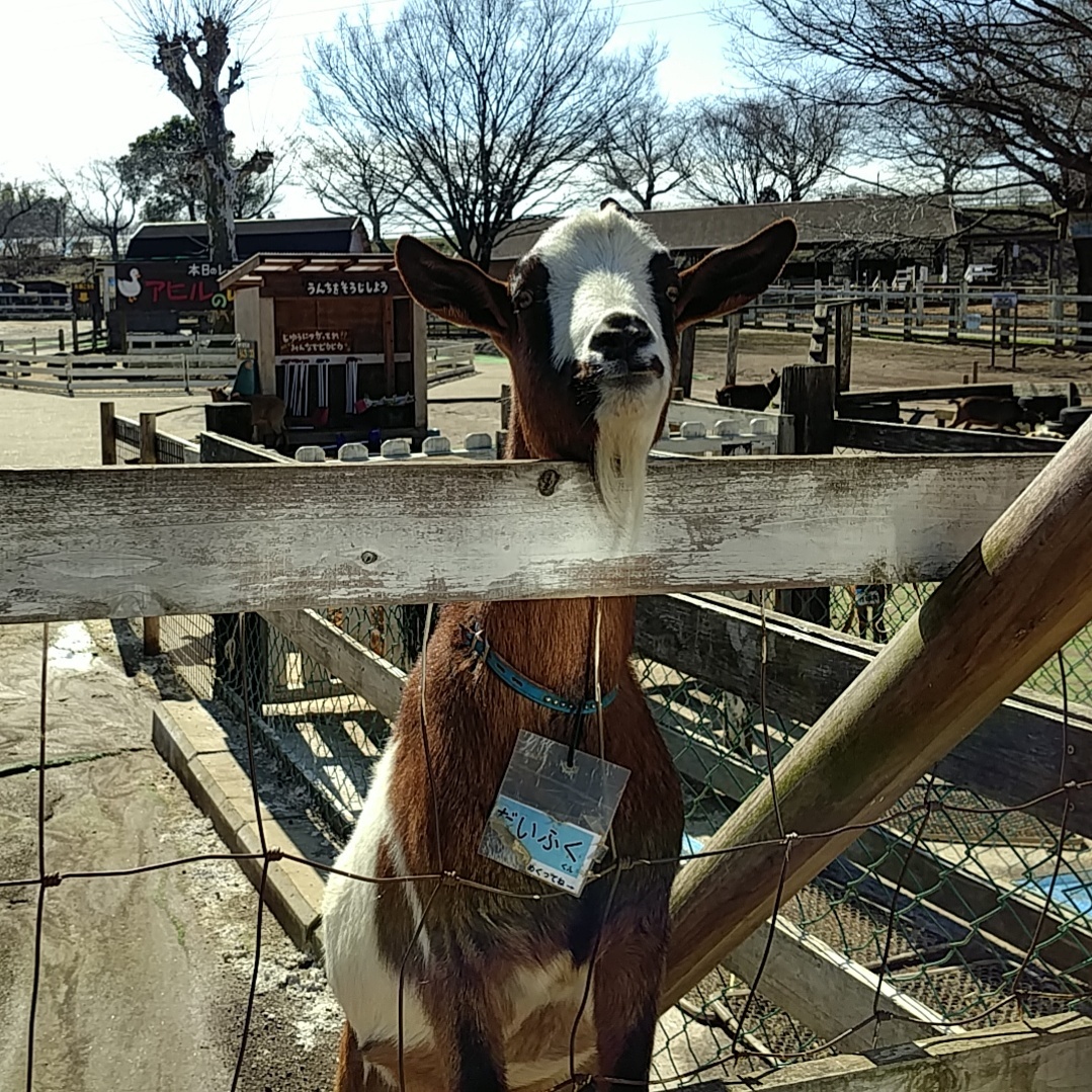 成田ゆめ牧場_口コミ投稿写真20180525150721