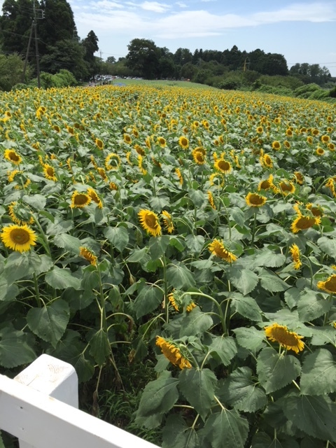 成田ゆめ牧場_口コミ投稿写真20180530161117