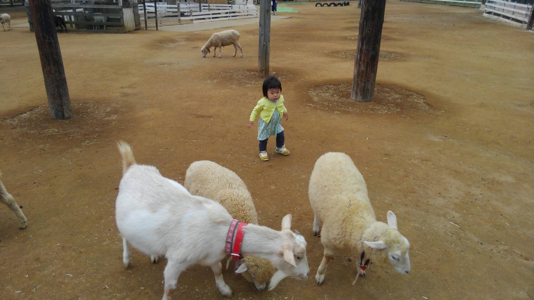成田ゆめ牧場_口コミ投稿写真20180630042633