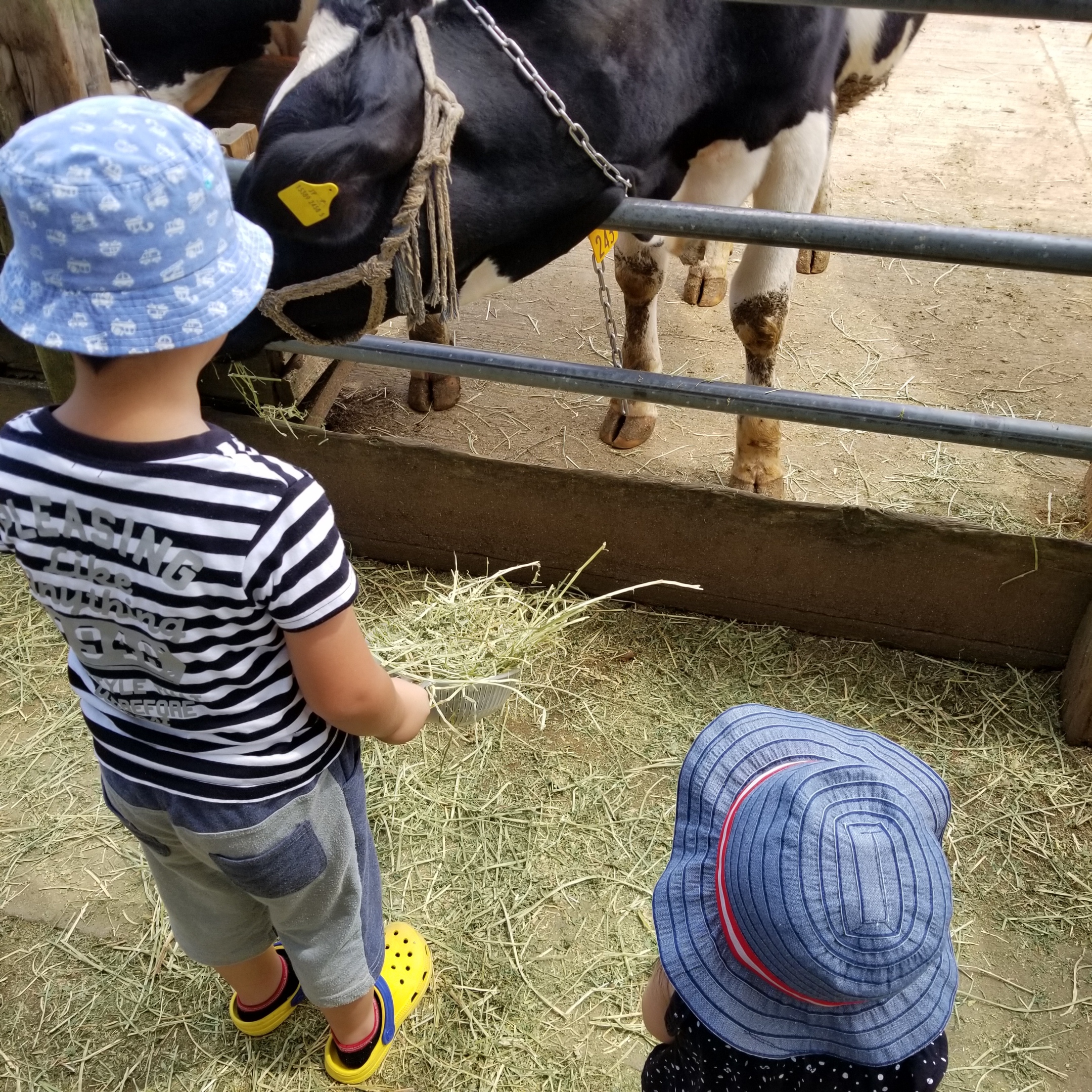 成田ゆめ牧場_口コミ投稿写真20180815112704