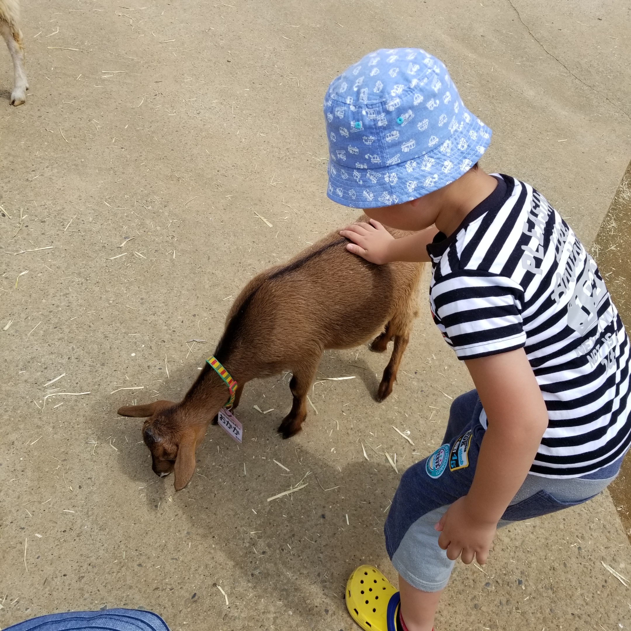 成田ゆめ牧場_口コミ投稿写真20180815112748