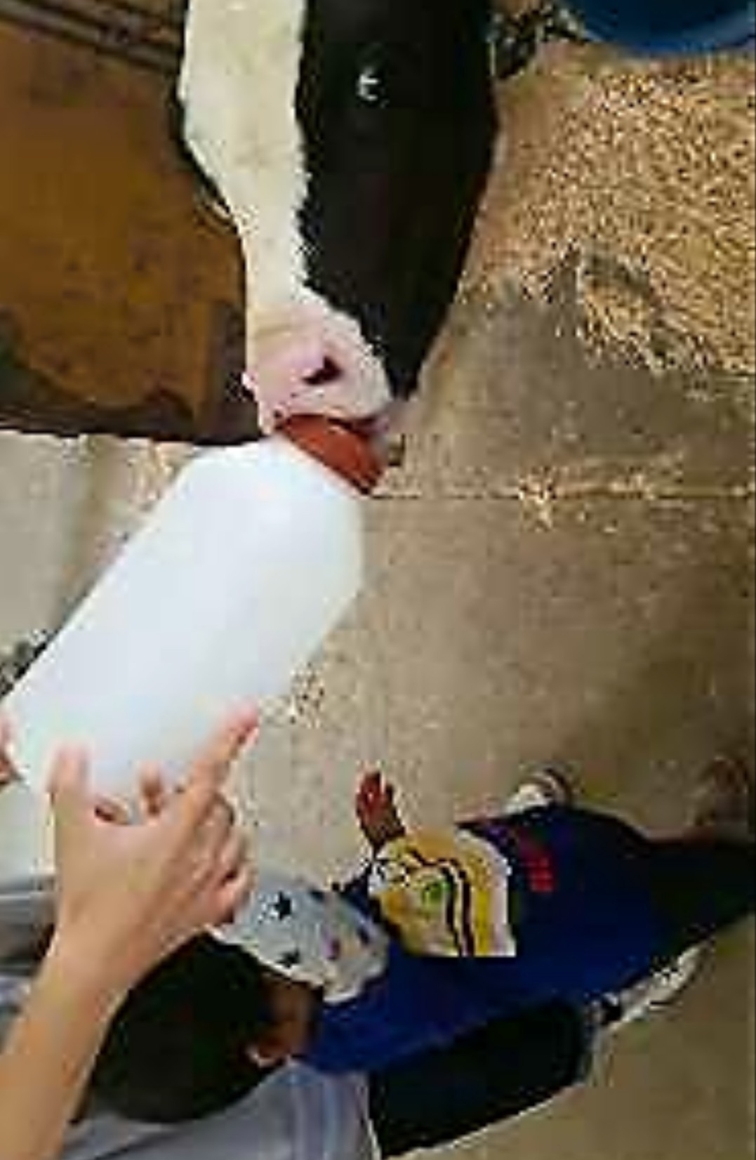 成田ゆめ牧場_口コミ投稿写真20180908022710