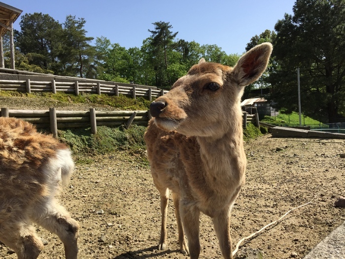 石川県森林公園 森林動物園 河北郡 中津幡駅 口コミ 評判 Epark