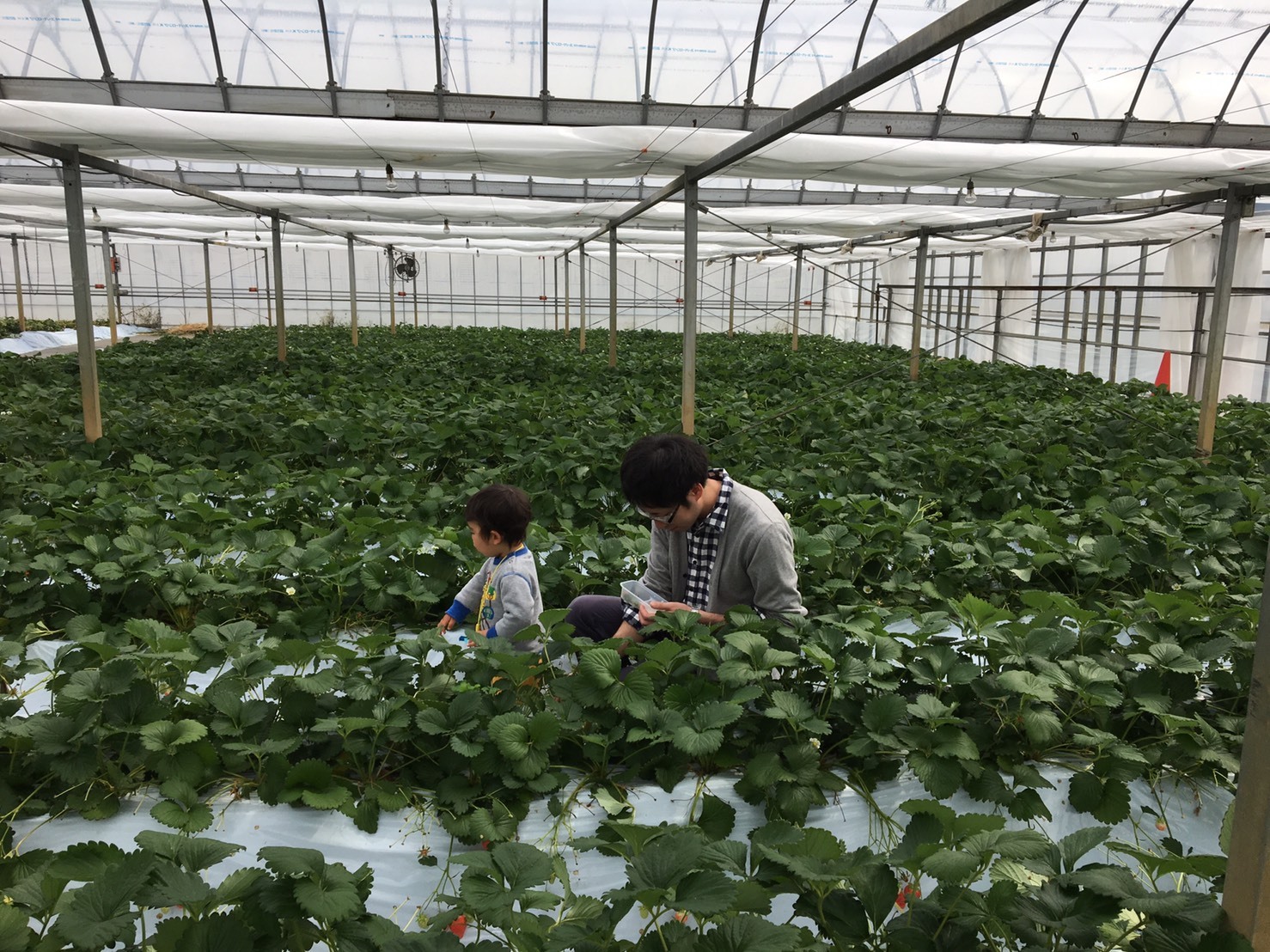 湘南いちご狩りセンター 平塚市 山城多賀駅 口コミ 評判 Epark