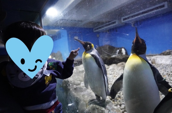 ガラス越しですが、ペンギンとの距離が近かったです。