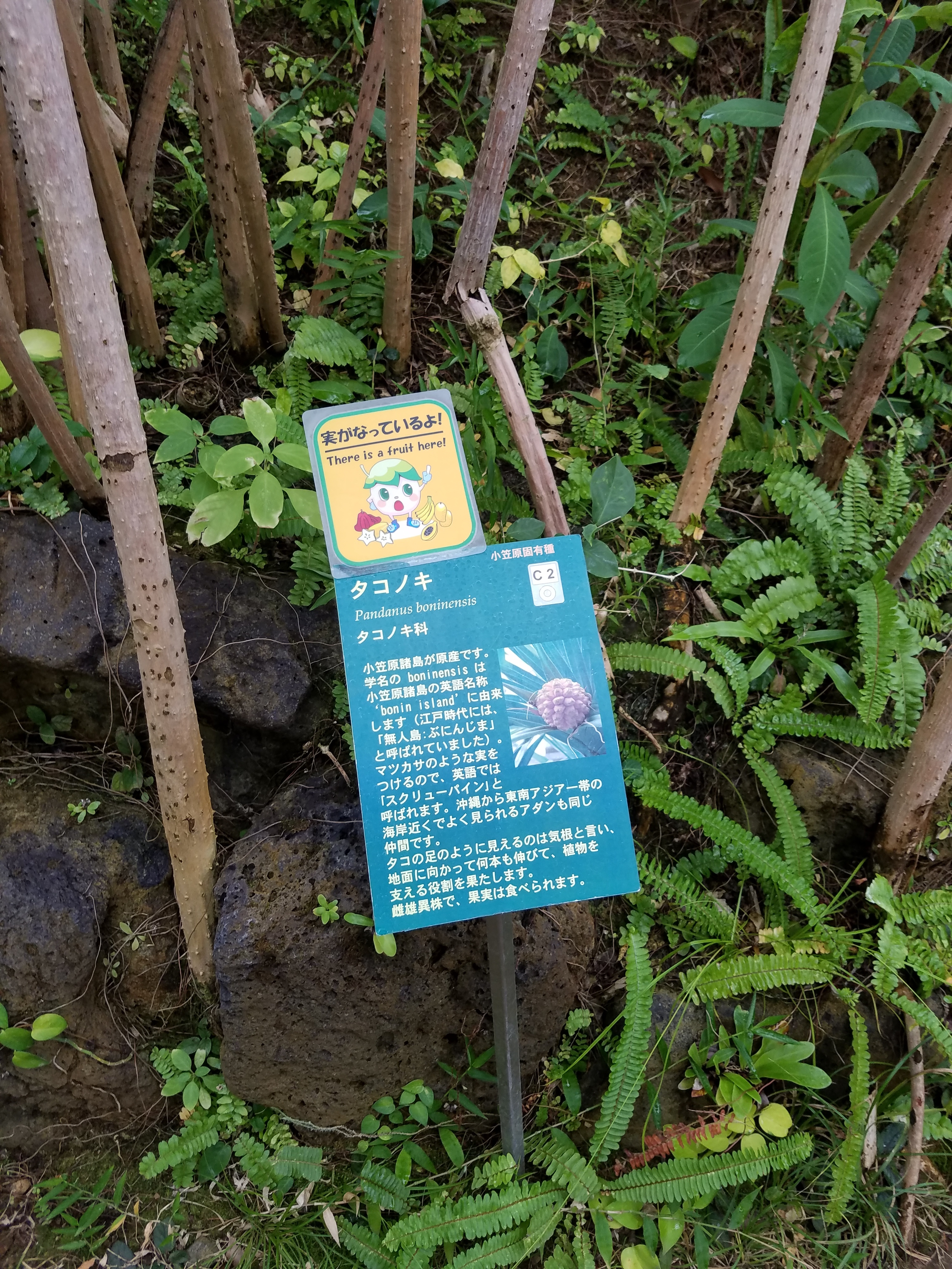 夢の島熱帯植物館 江東区 新木場駅 口コミ 評判 Epark