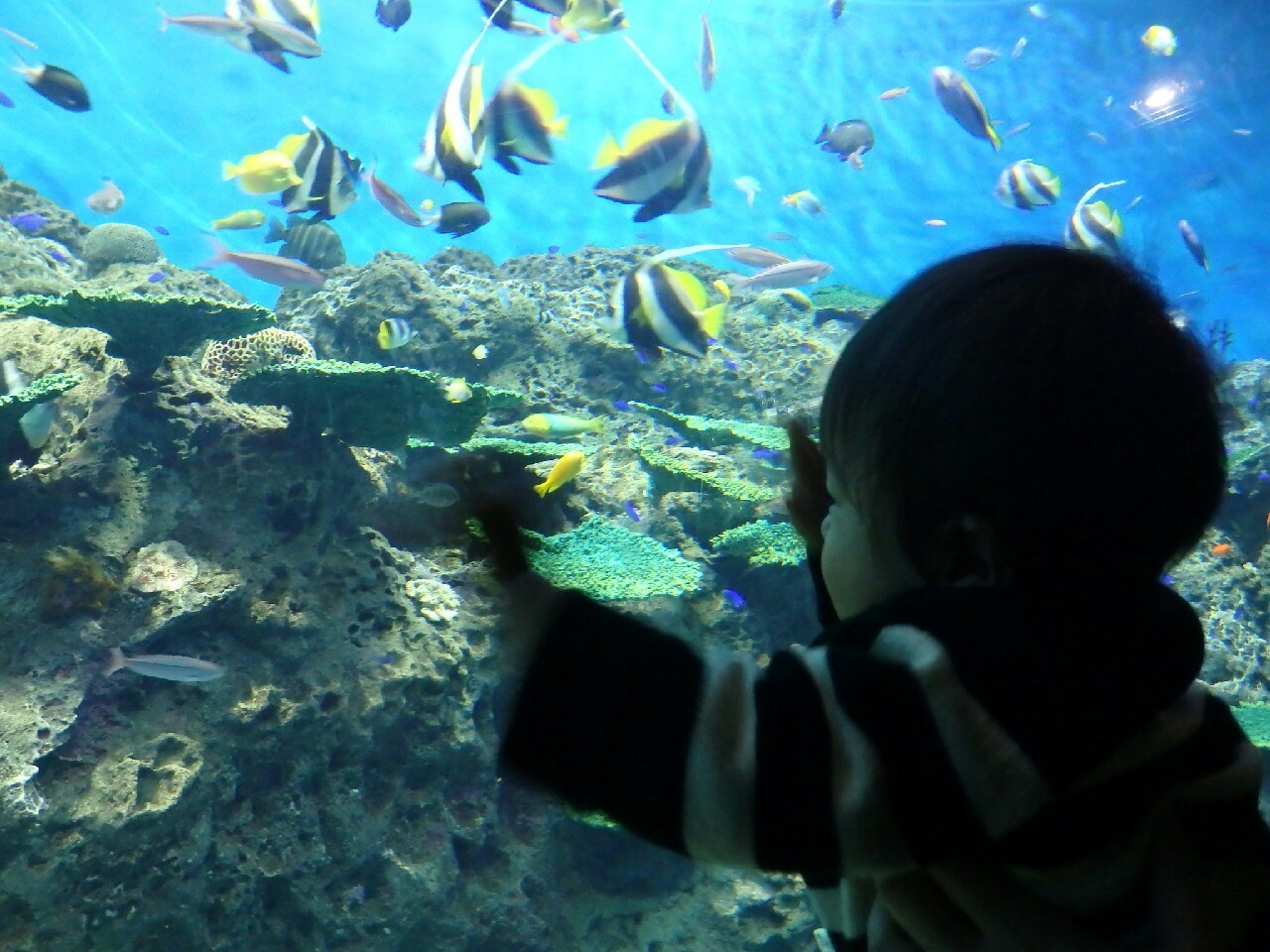 アクアワールド茨城県大洗水族館_口コミ投稿写真20180813235256