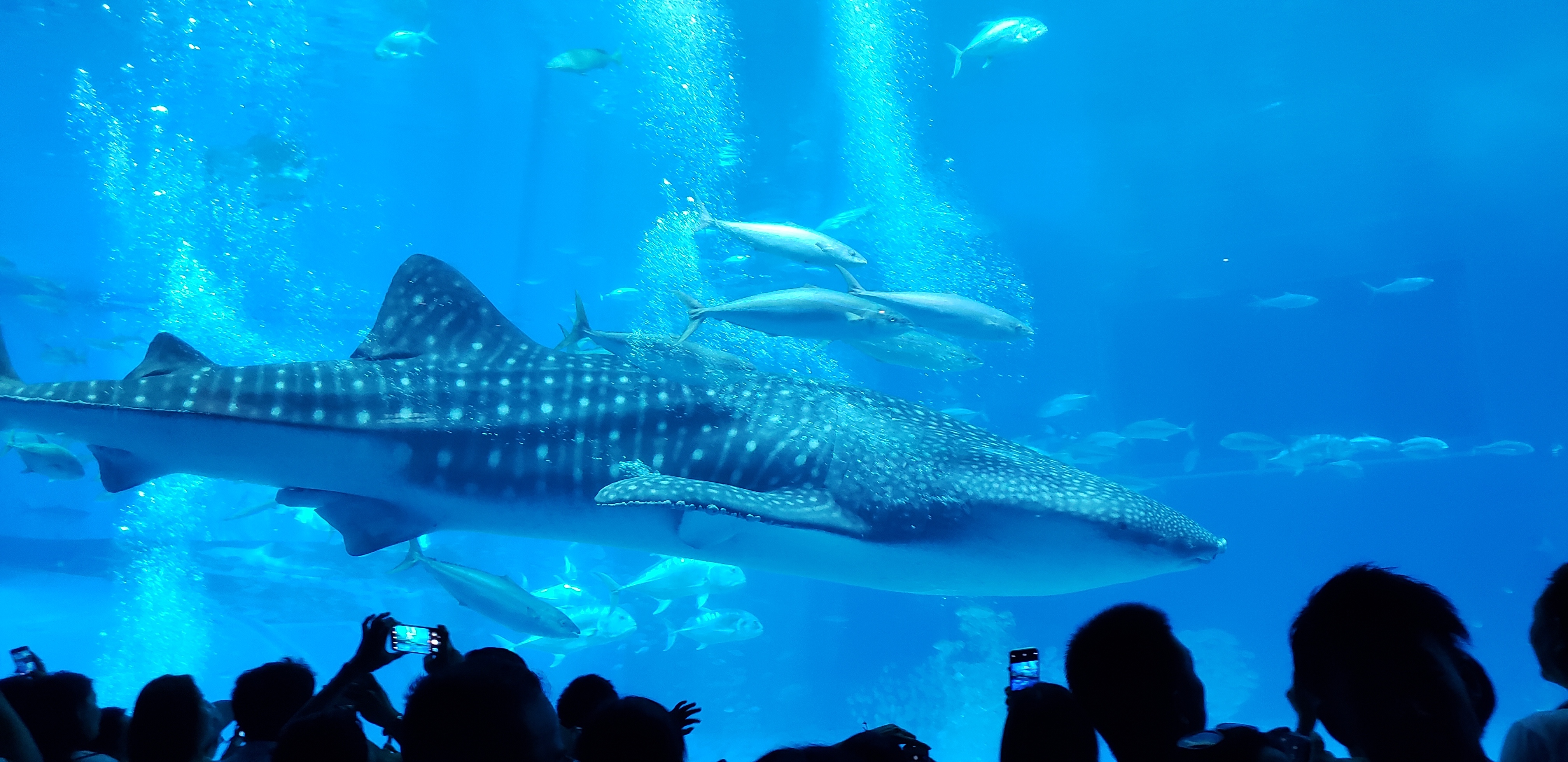 沖縄美ら海水族館_口コミ投稿写真20180830101637
