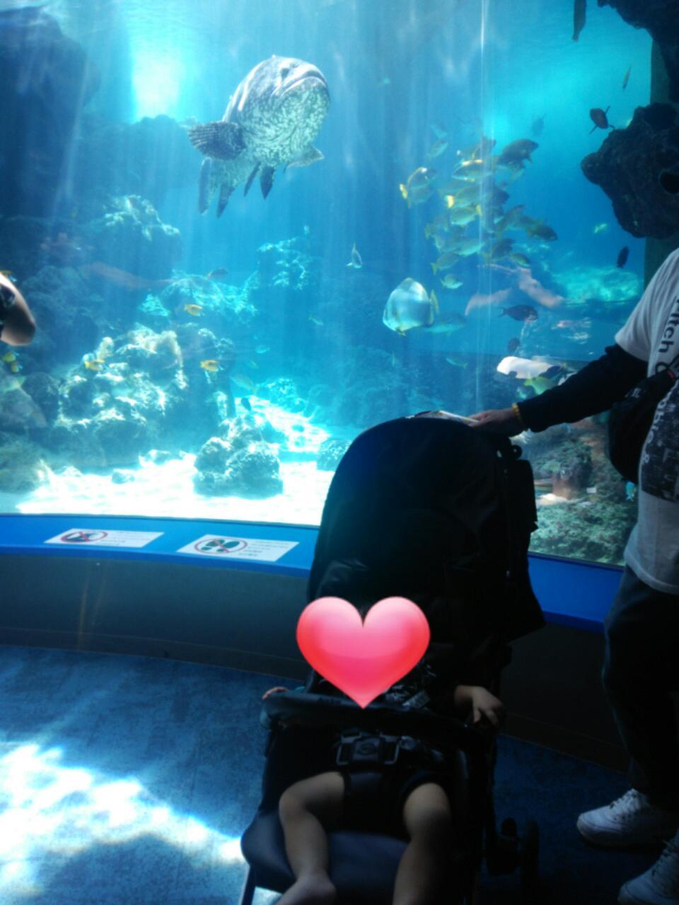 沖縄美ら海水族館_口コミ投稿写真20181114005054