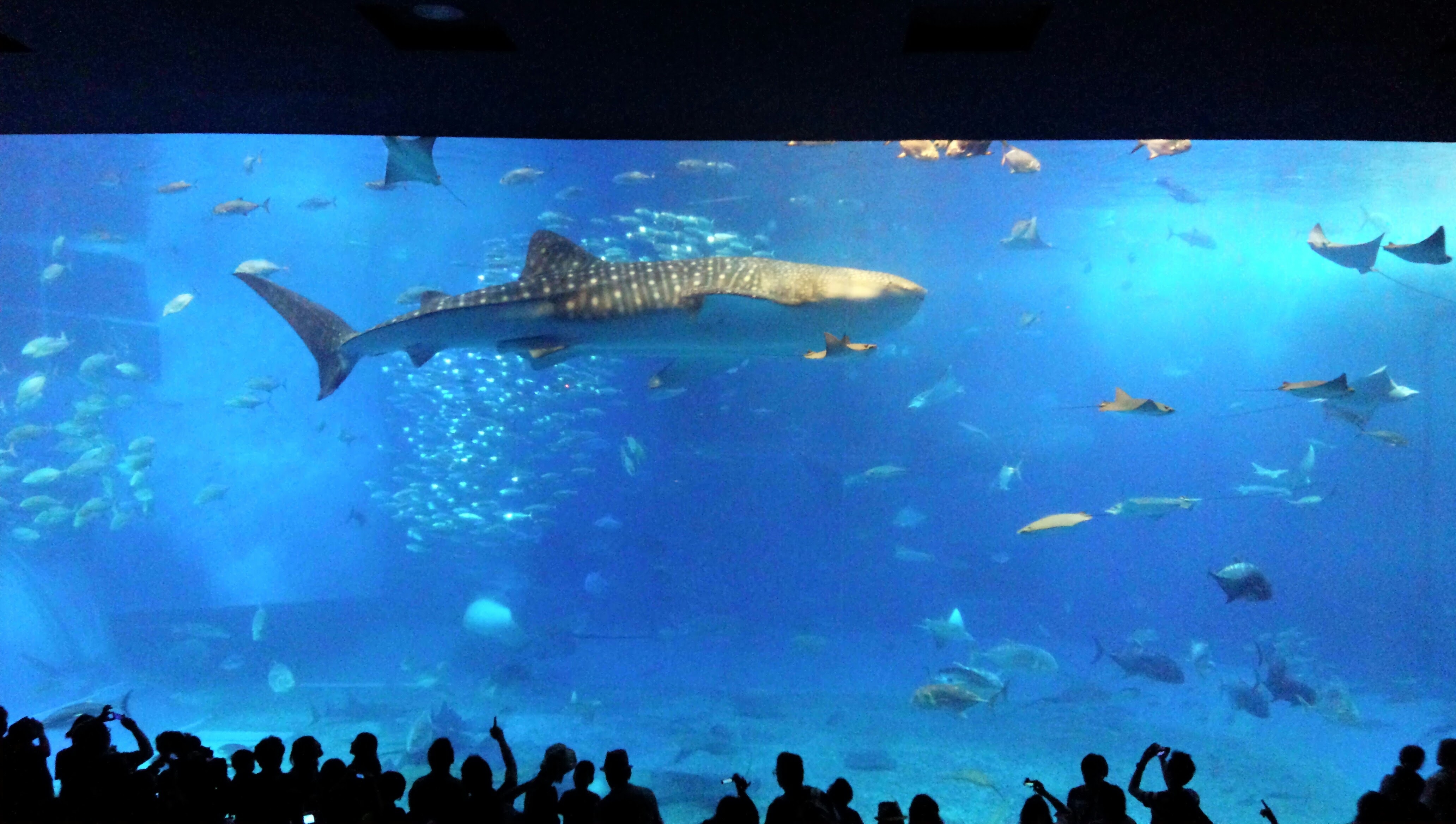 沖縄美ら海水族館_口コミ投稿写真20181130085307