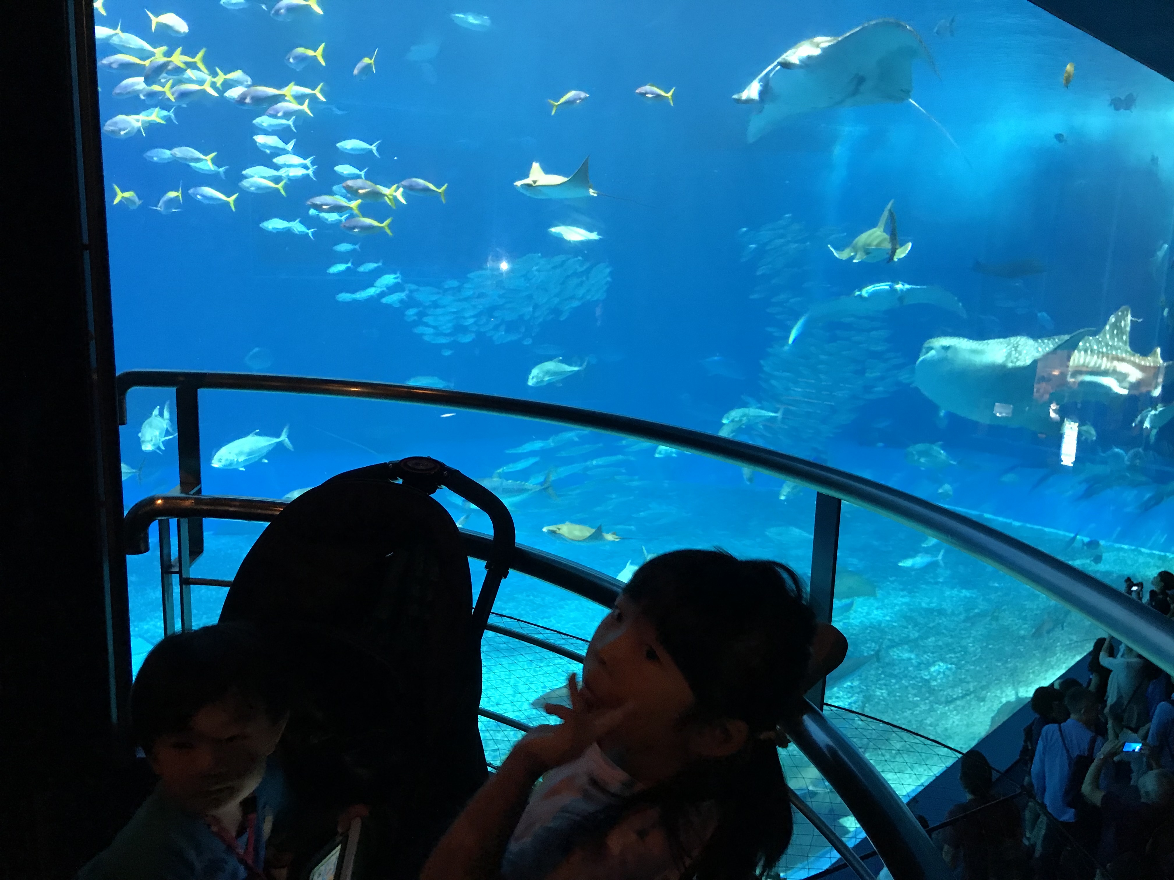沖縄美ら海水族館_口コミ投稿写真20181201004753