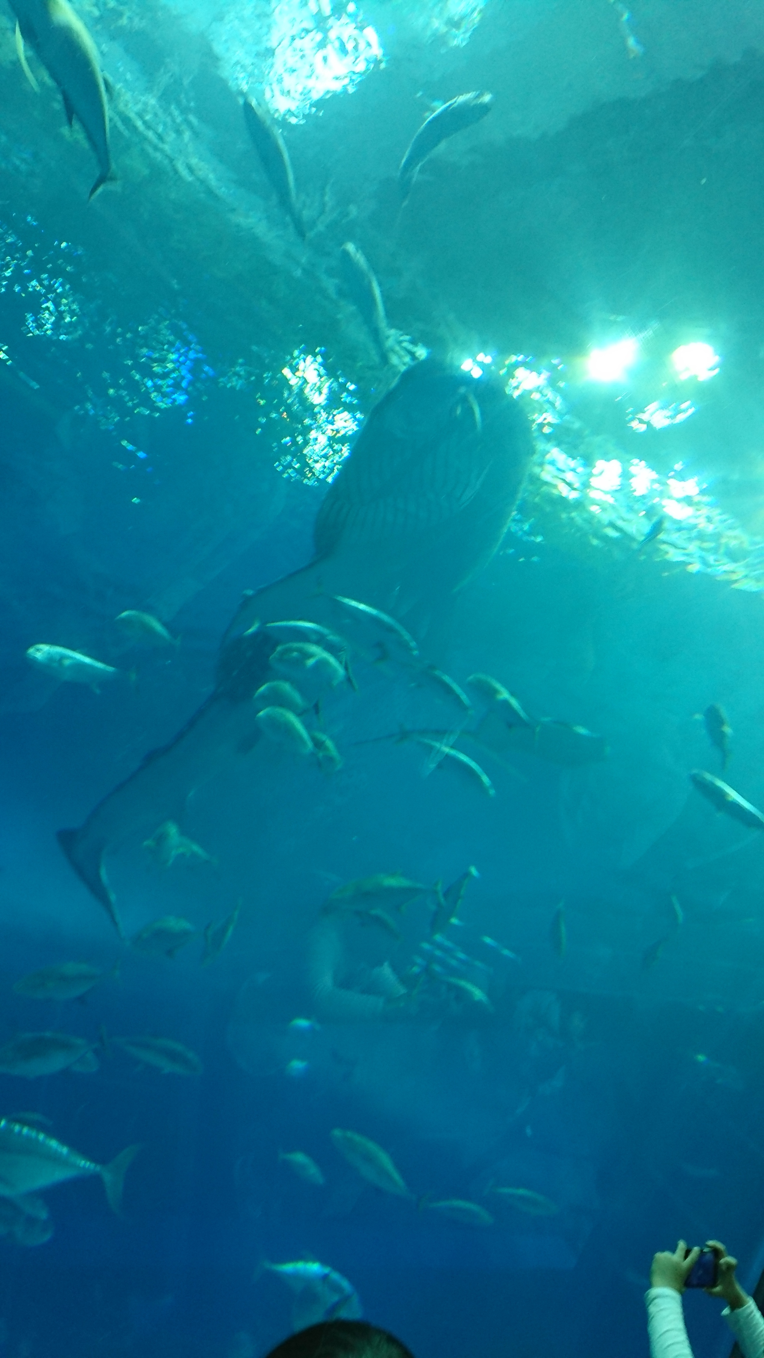 沖縄美ら海水族館_口コミ投稿写真20190127135700