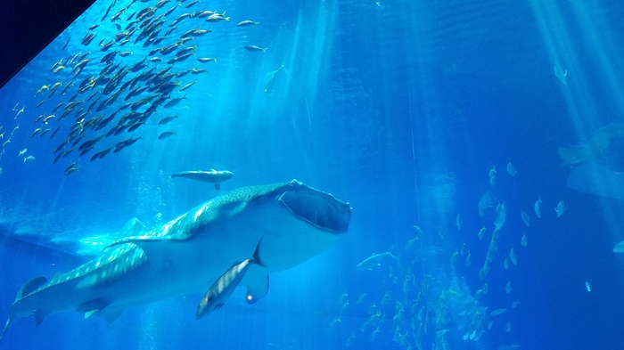 沖縄美ら海水族館_口コミ投稿写真20190924162140
