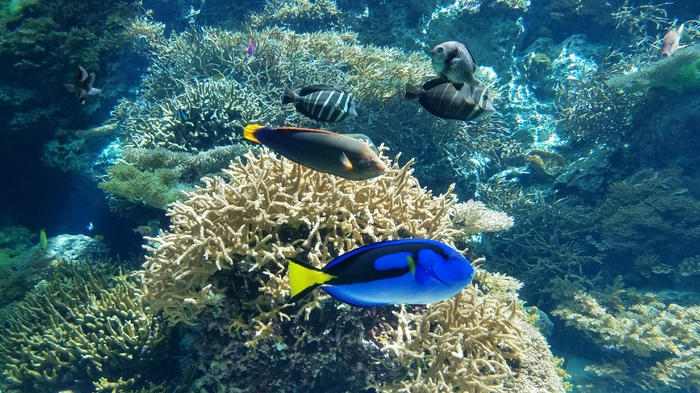 沖縄美ら海水族館_口コミ投稿写真20190924162216