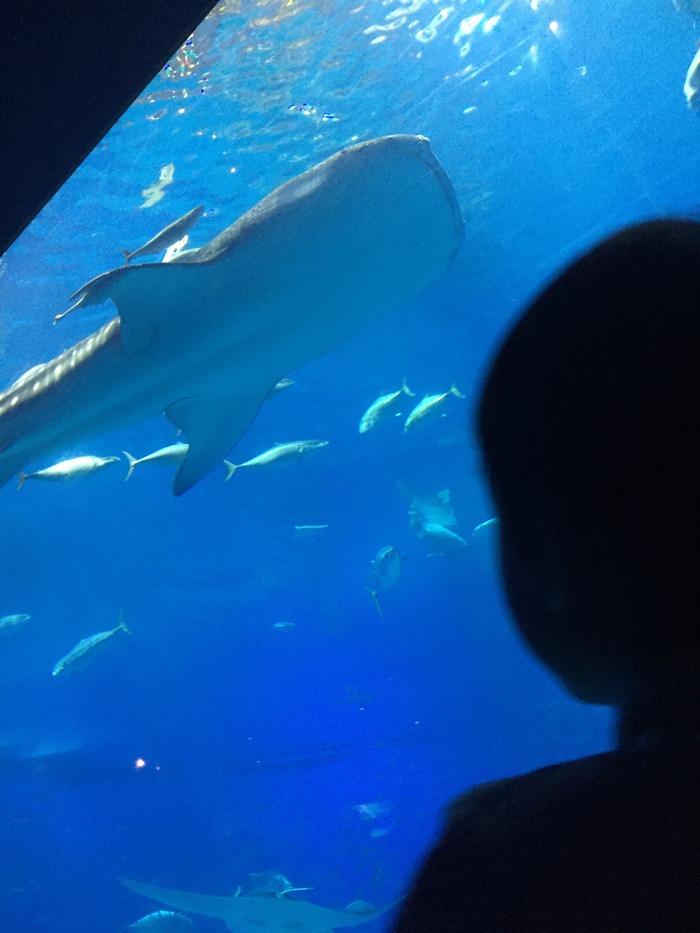 沖縄美ら海水族館_口コミ投稿写真20190930170803