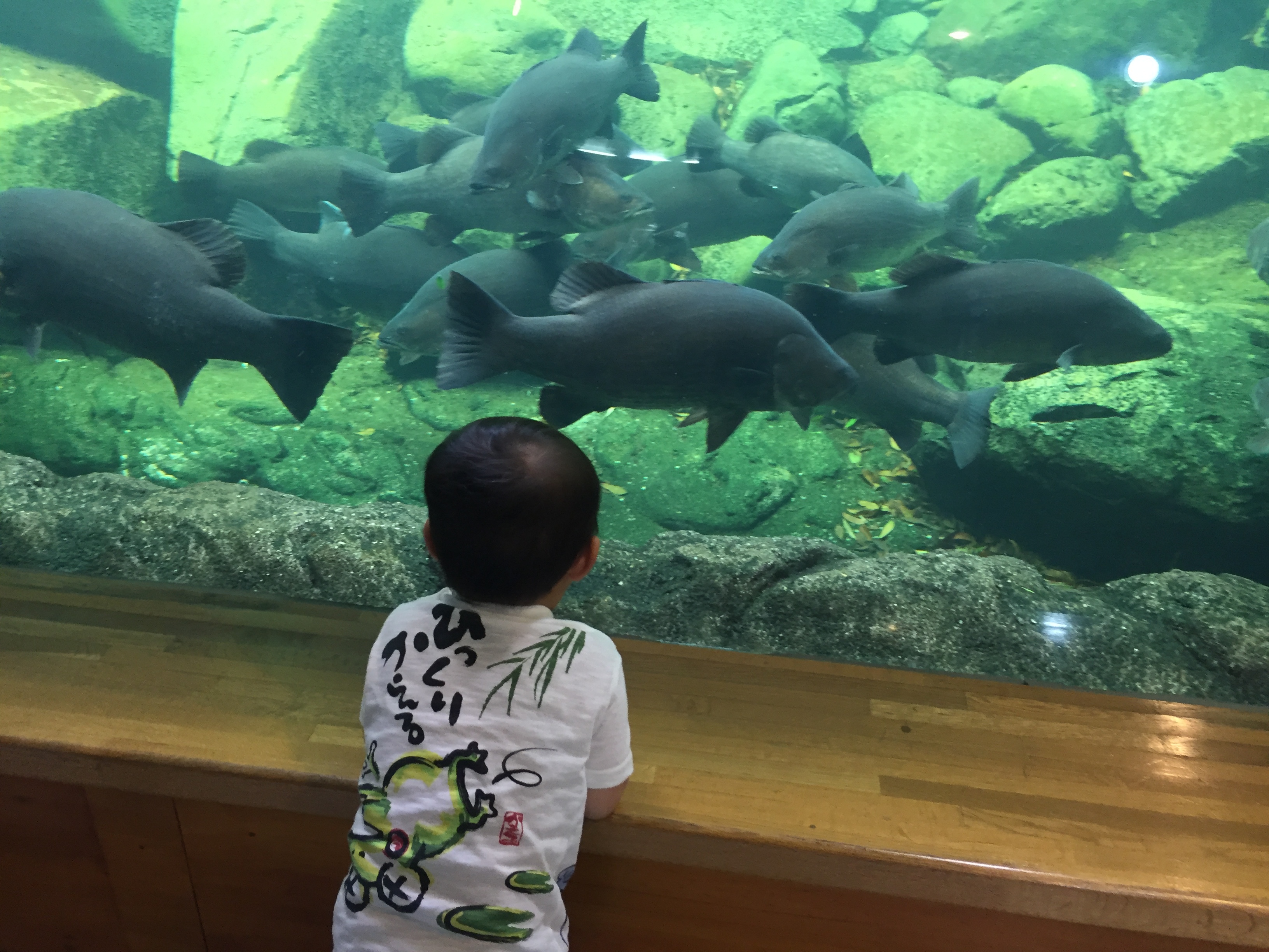 虹の森公園 おさかな館 北宇和郡 松丸駅 口コミ 評判 Epark