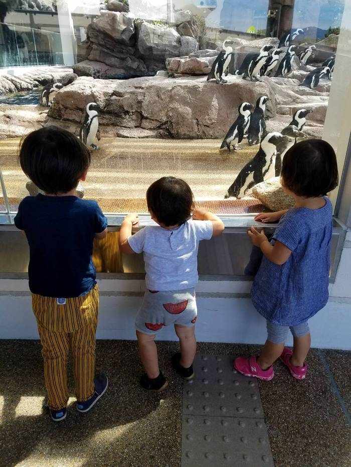 京都水族館_口コミ投稿写真20170917150639324