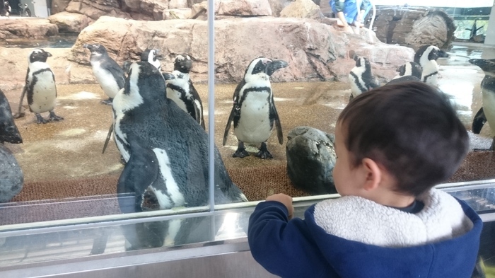 京都水族館_口コミ投稿写真20170929083957123