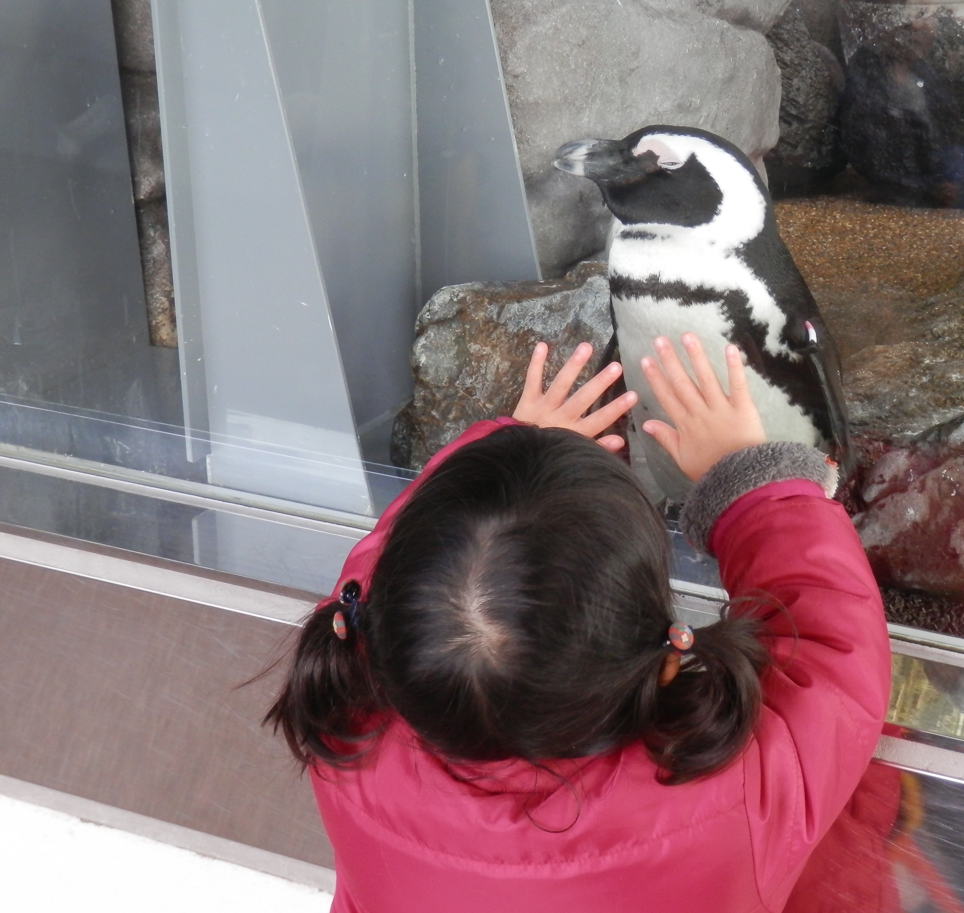 京都水族館_口コミ投稿写真20180128232341