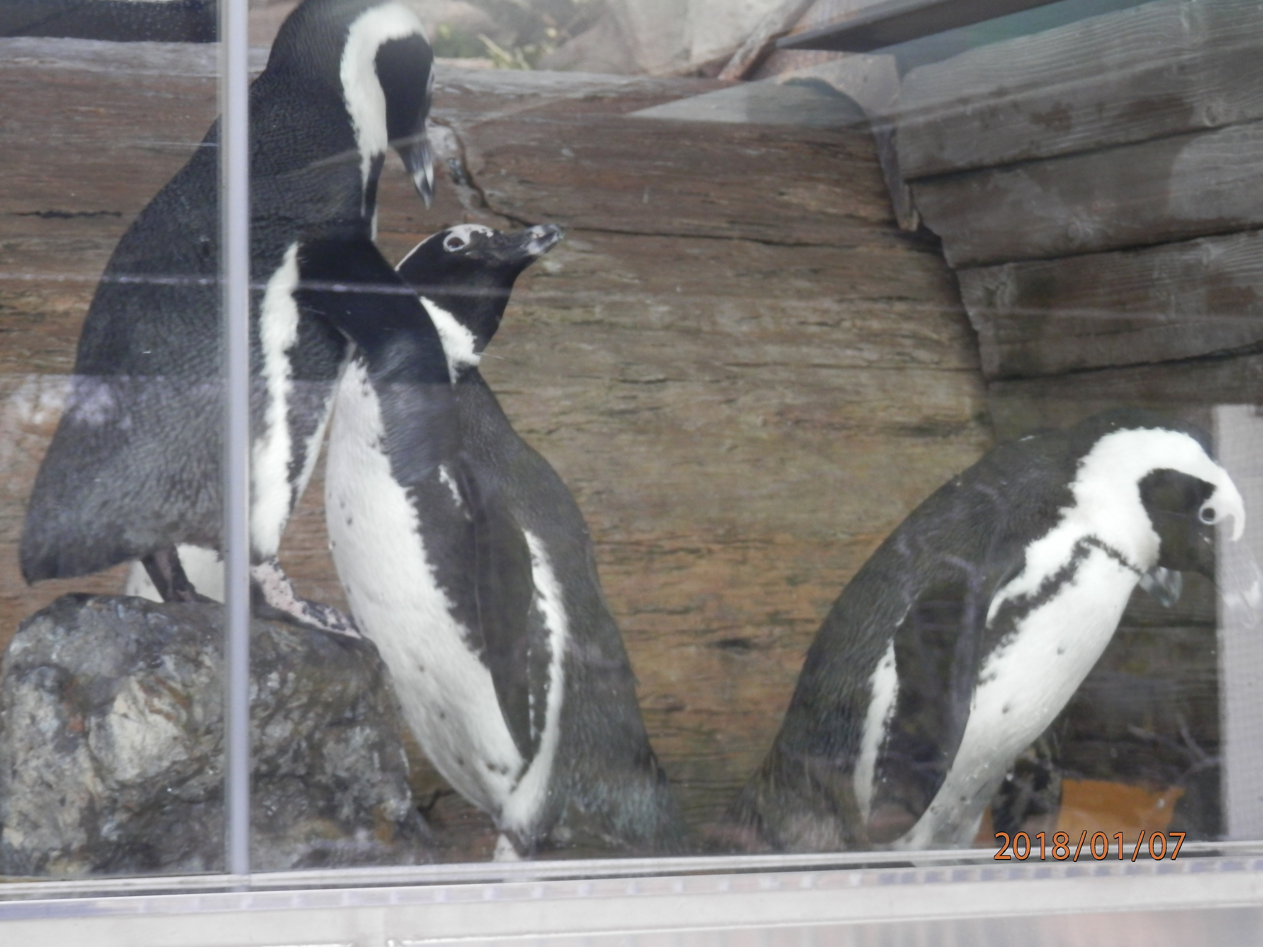 京都水族館_口コミ投稿写真20180128232622