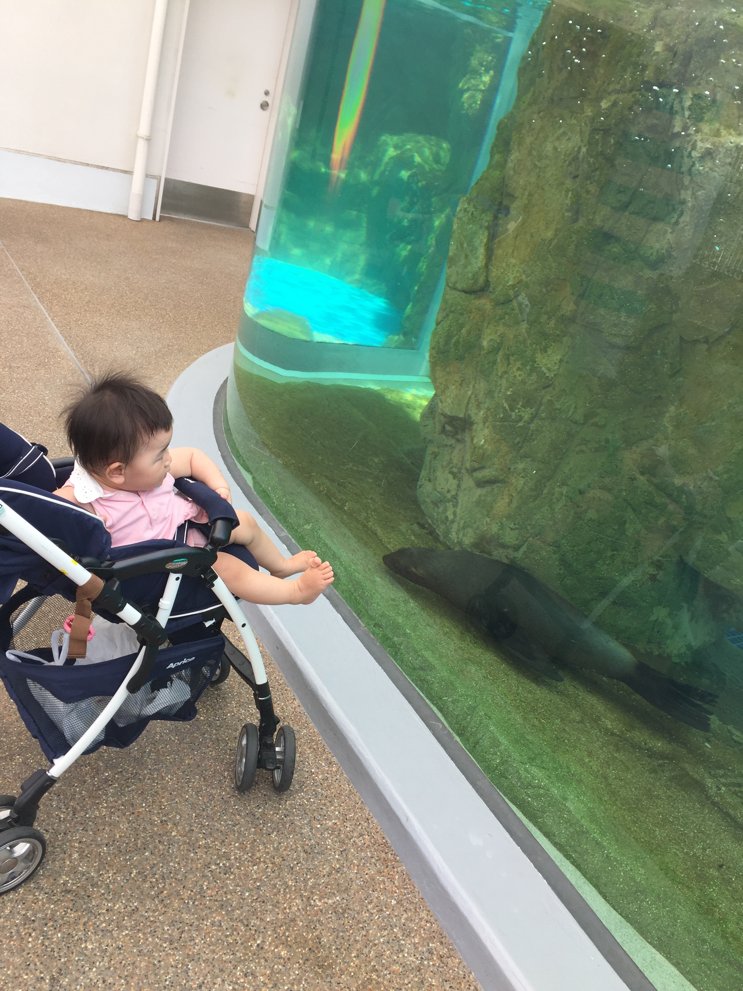 京都水族館_口コミ投稿写真20180520090055
