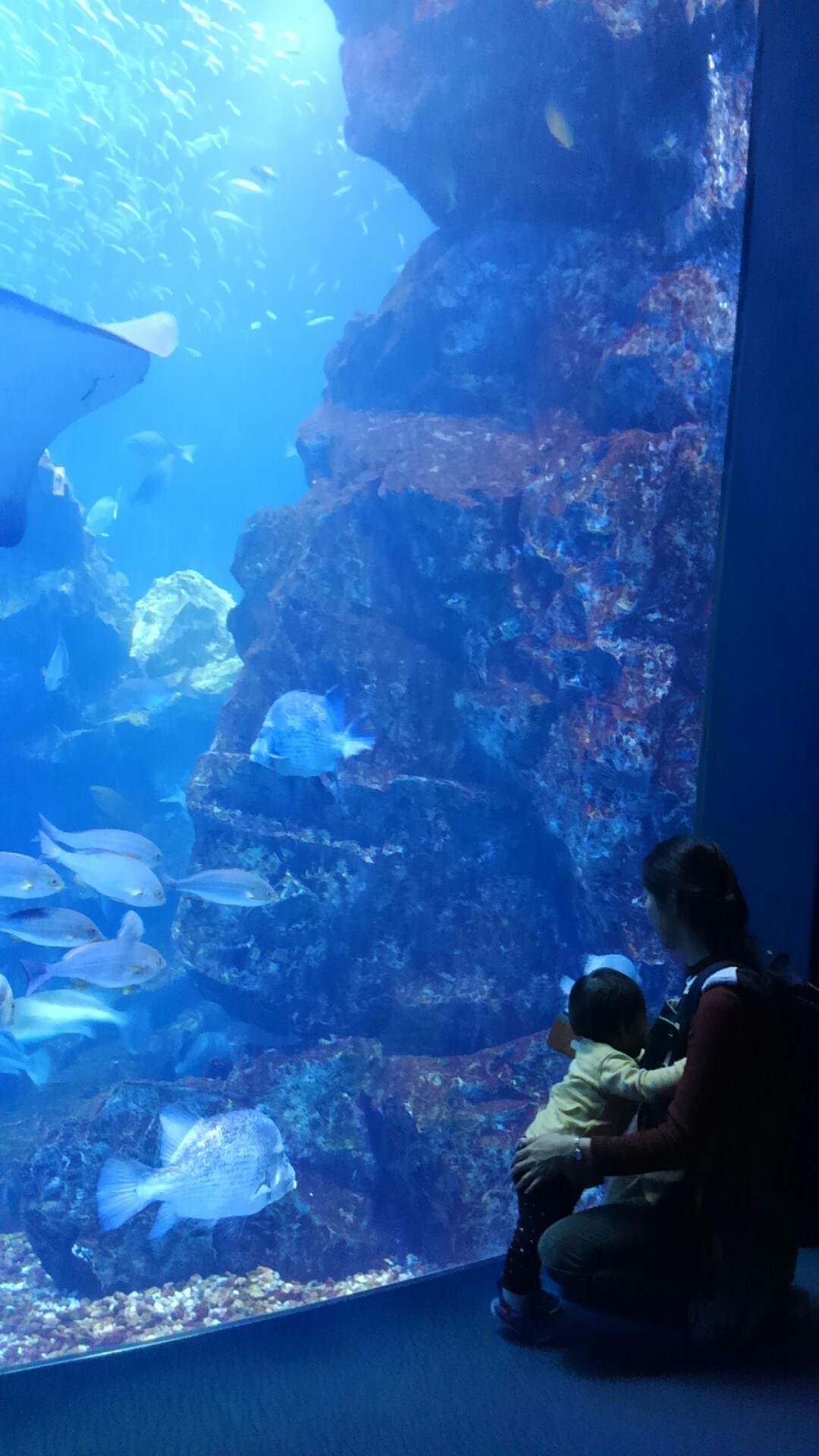 京都水族館_口コミ投稿写真20180521015640