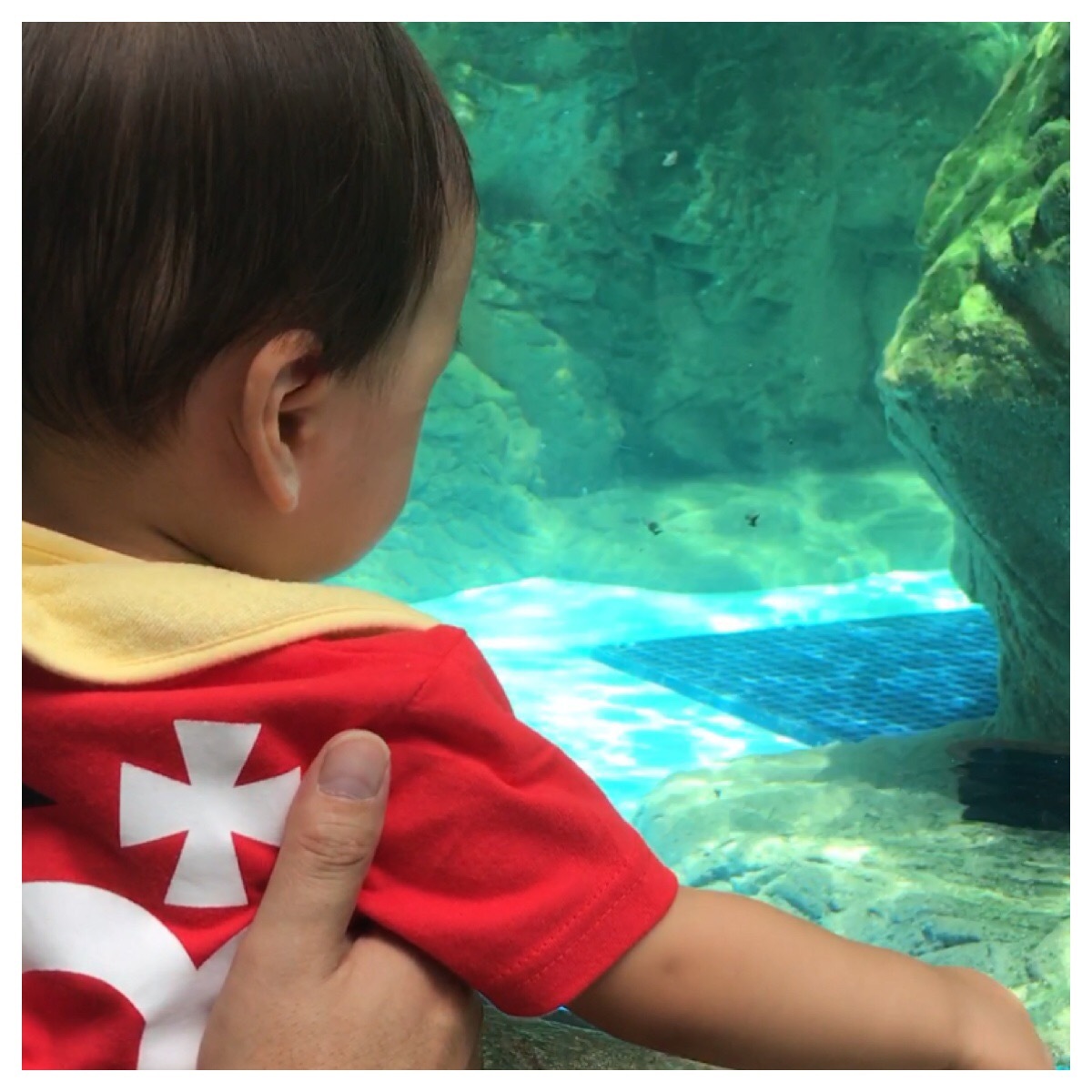 京都水族館_口コミ投稿写真20180617002247